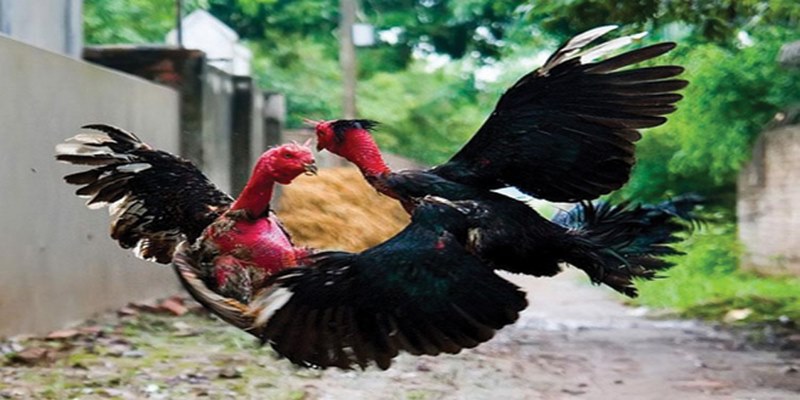 Bật Mí Bí Quyết Chơi Đá Gà Jun88 Hiệu Quả Nhất 5 listcrawlers.us