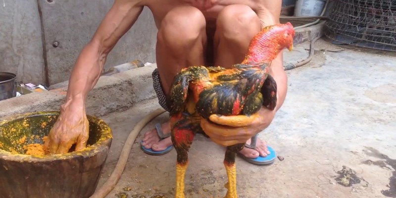 Cách Vào Nghệ Gà Chọi Giúp Gà Khỏe Mạnh Đẹp Da Cho Các Sư Kê 5 Cách vào nghệ gà chọi